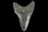 Bargain, Fossil Megalodon Tooth - North Carolina #91636-2